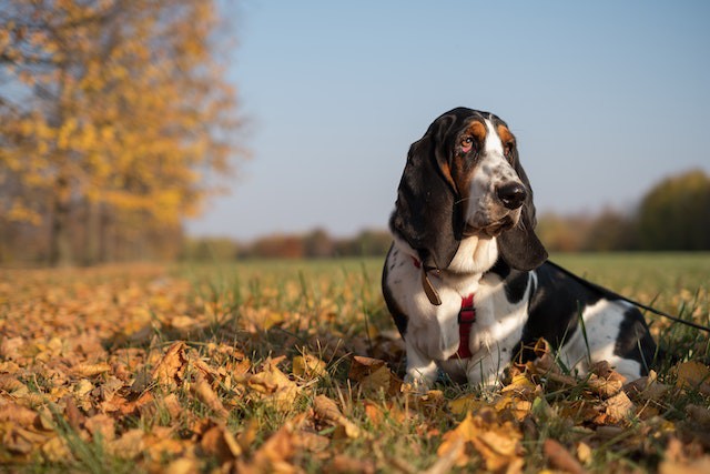 The Basset Hound