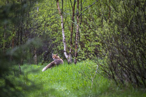 red-fox-g457ab939a1920 red-fox-g457ab939a1920