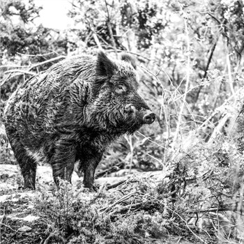 Which Hunting Dog For Wild Boar? Which Hunting Dog For Wild Boar?